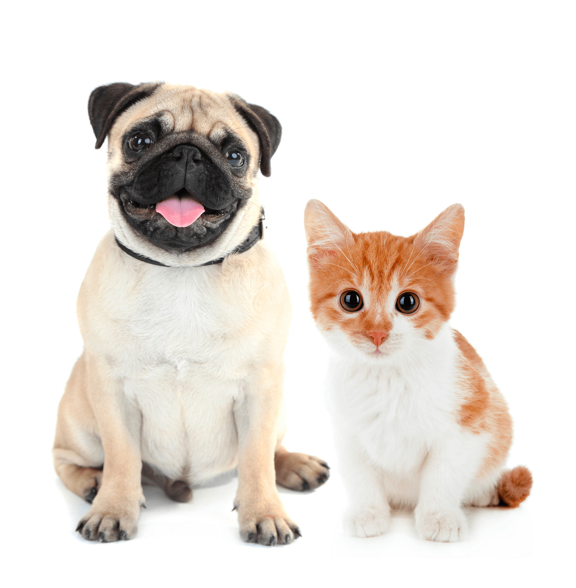 love your pet