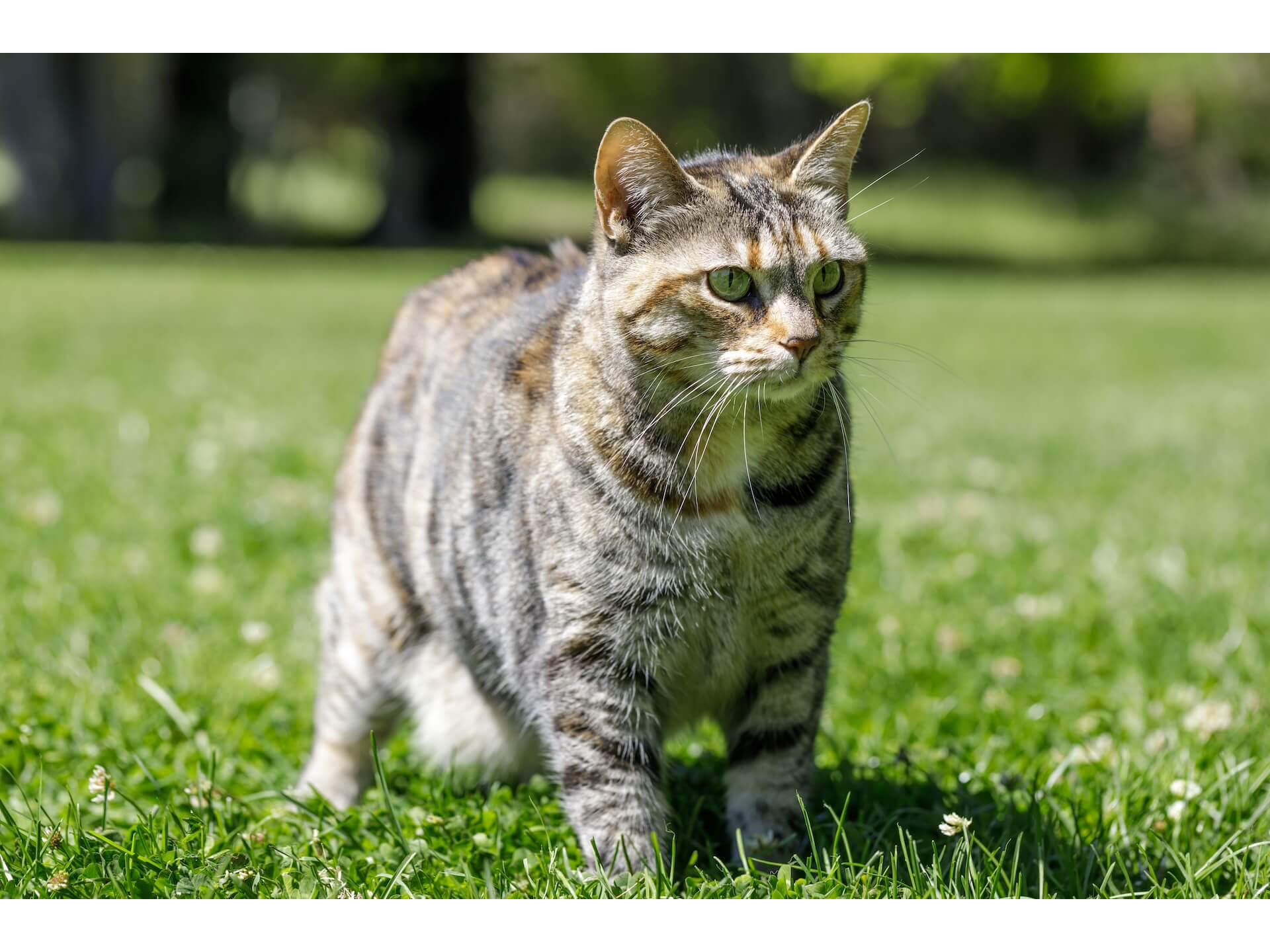 La Verne Veterinary Hospital