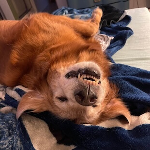 Pet Dental Care in La Verne