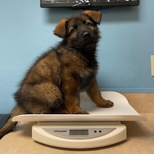 Pet Preventative Care in La Verne