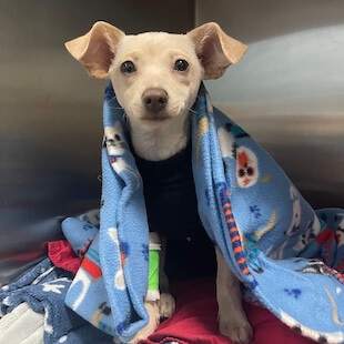 Pet Surgery in La Verne