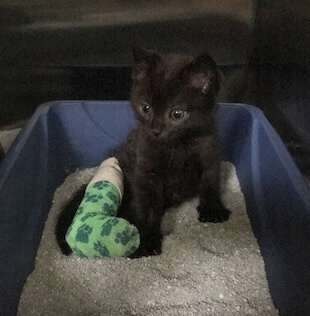 Pet Urgent Care in La Verne