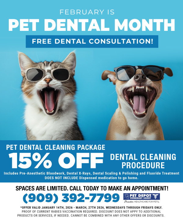 Pet Dental Cleaning