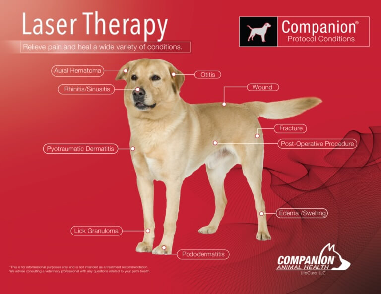Pet Laser Therapy in La Verne, CA