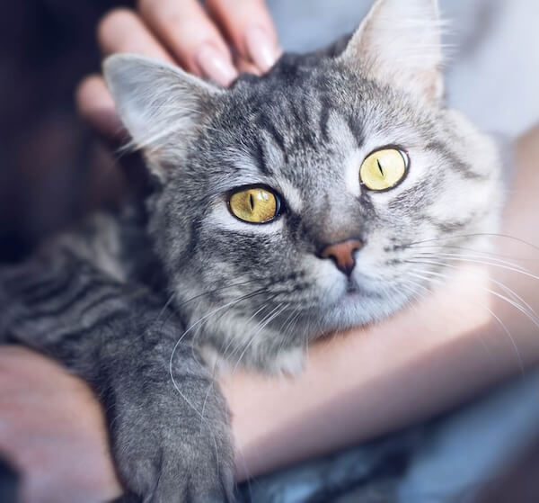 decor image on Pet Depot Veterinary Group